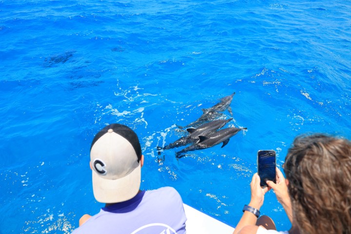 Two people on a boat watching dolphins swimming in bright blue ocean.