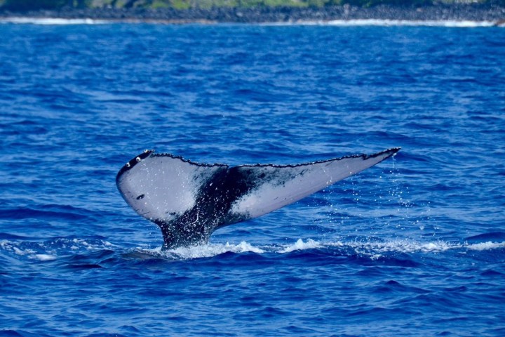 Whale tail emerging from ocean with distant shore and greenery in background.