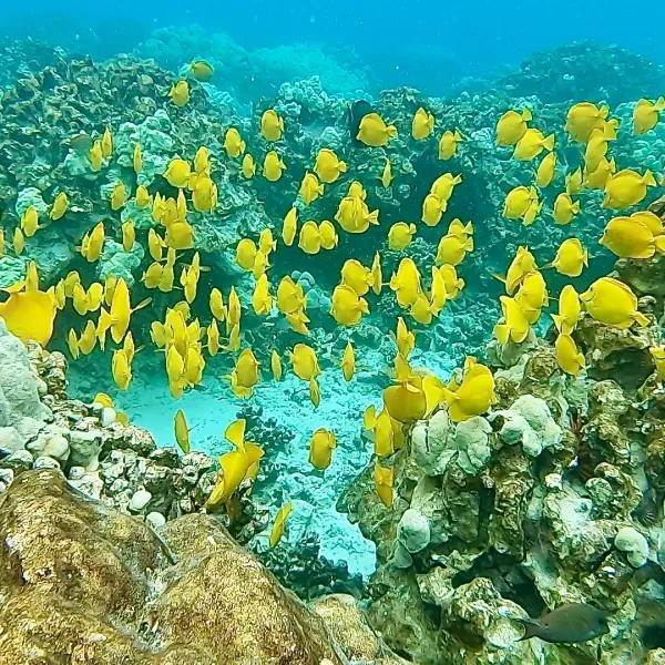 a close up of a flower