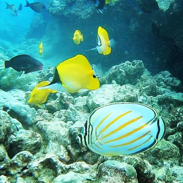 a group of fish in the water