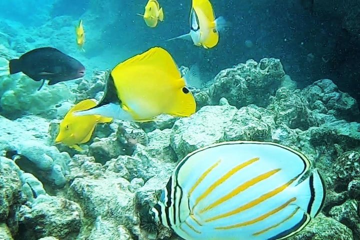 a group of fish in the water