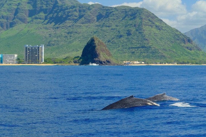 Two whales visible in ocean near mountainous coastline with buildings.