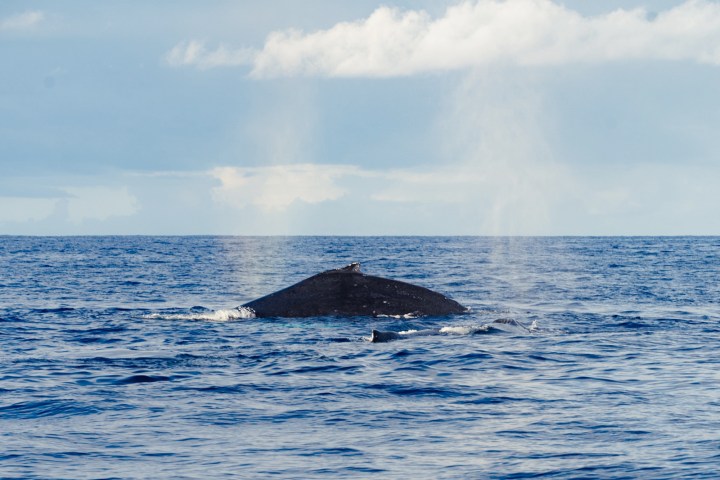 Whale's back surfaces in ocean, sprays water mist under a cloudy sky.