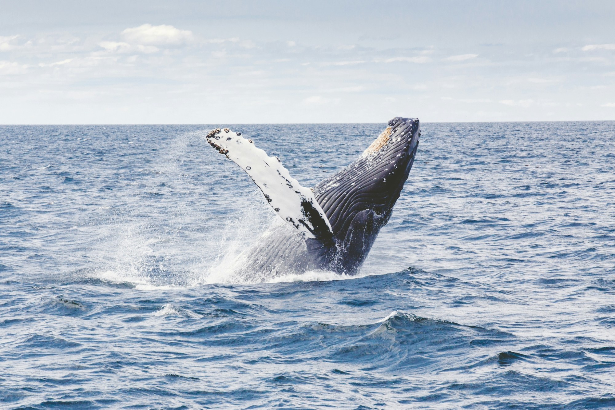 Whale Watching in Hawaii A whale breaches while whale watching in Hawaii