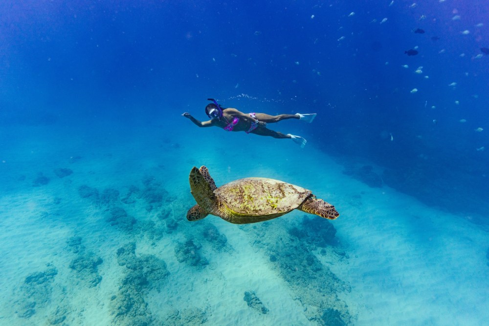a turtle swimming under water in Turtle Canyon Waikiki