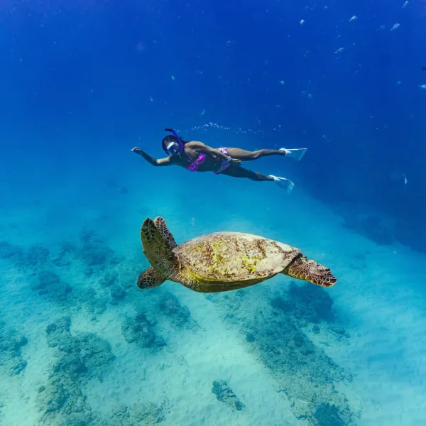 a turtle swimming under water in Turtle Canyon Waikiki