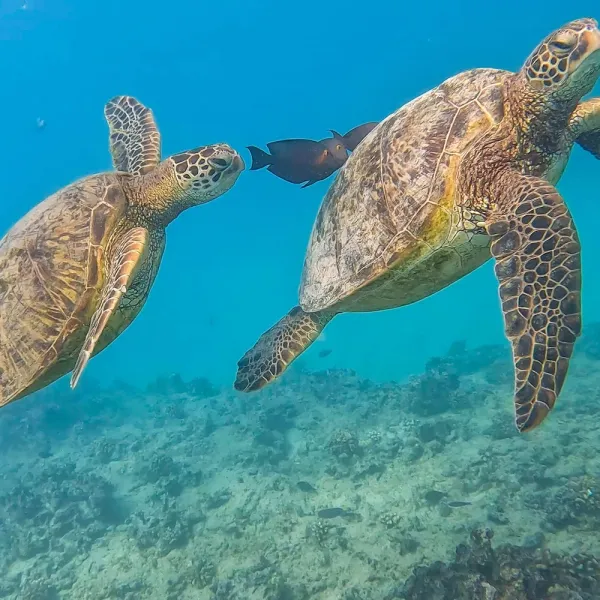 a turtle swimming under water