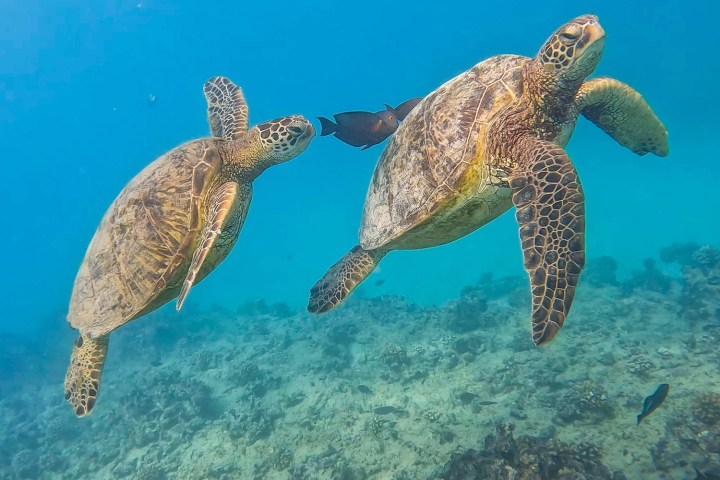a turtle swimming under water