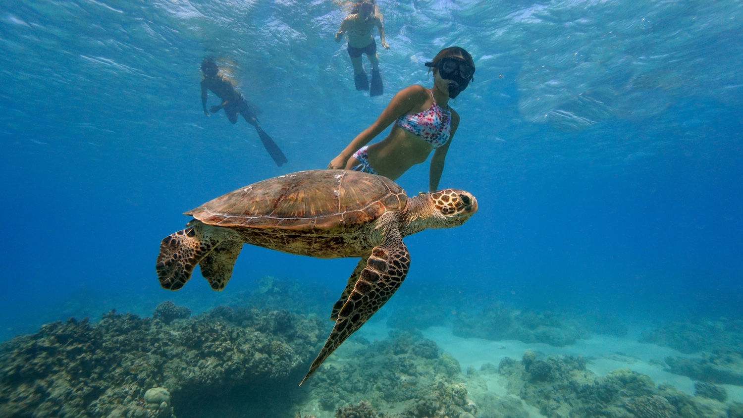人カメbest-2 a turtle swimming under water