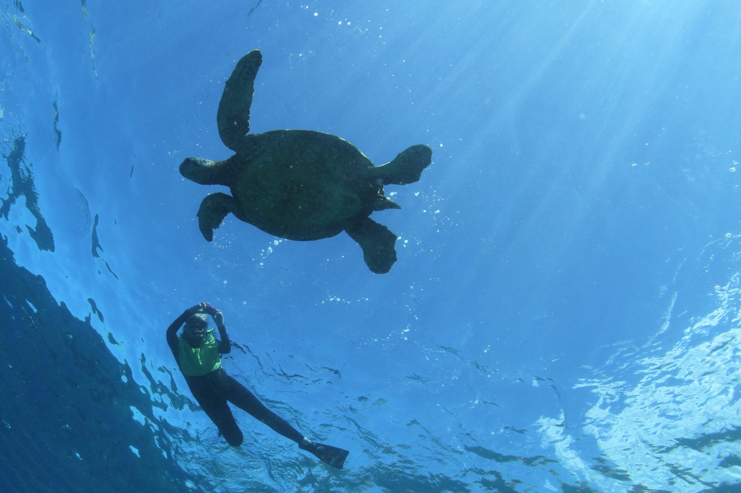 a turtle swimming under water