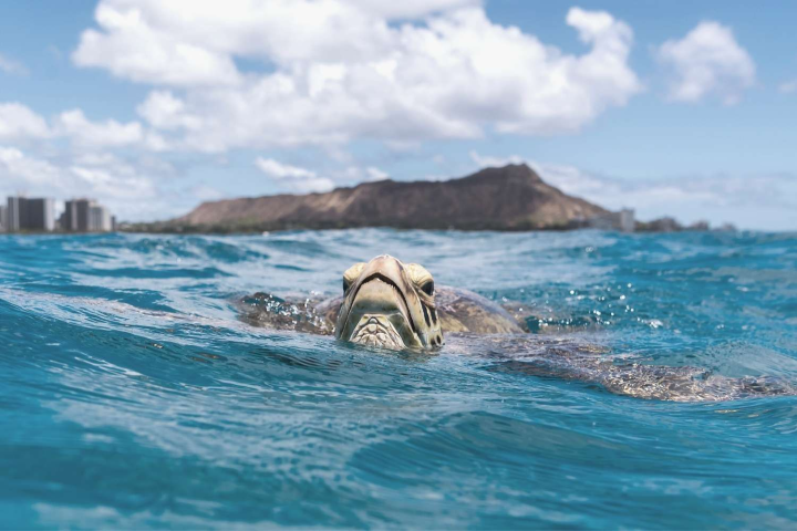 a sea turtle swimming off of Waikiki, Oahu