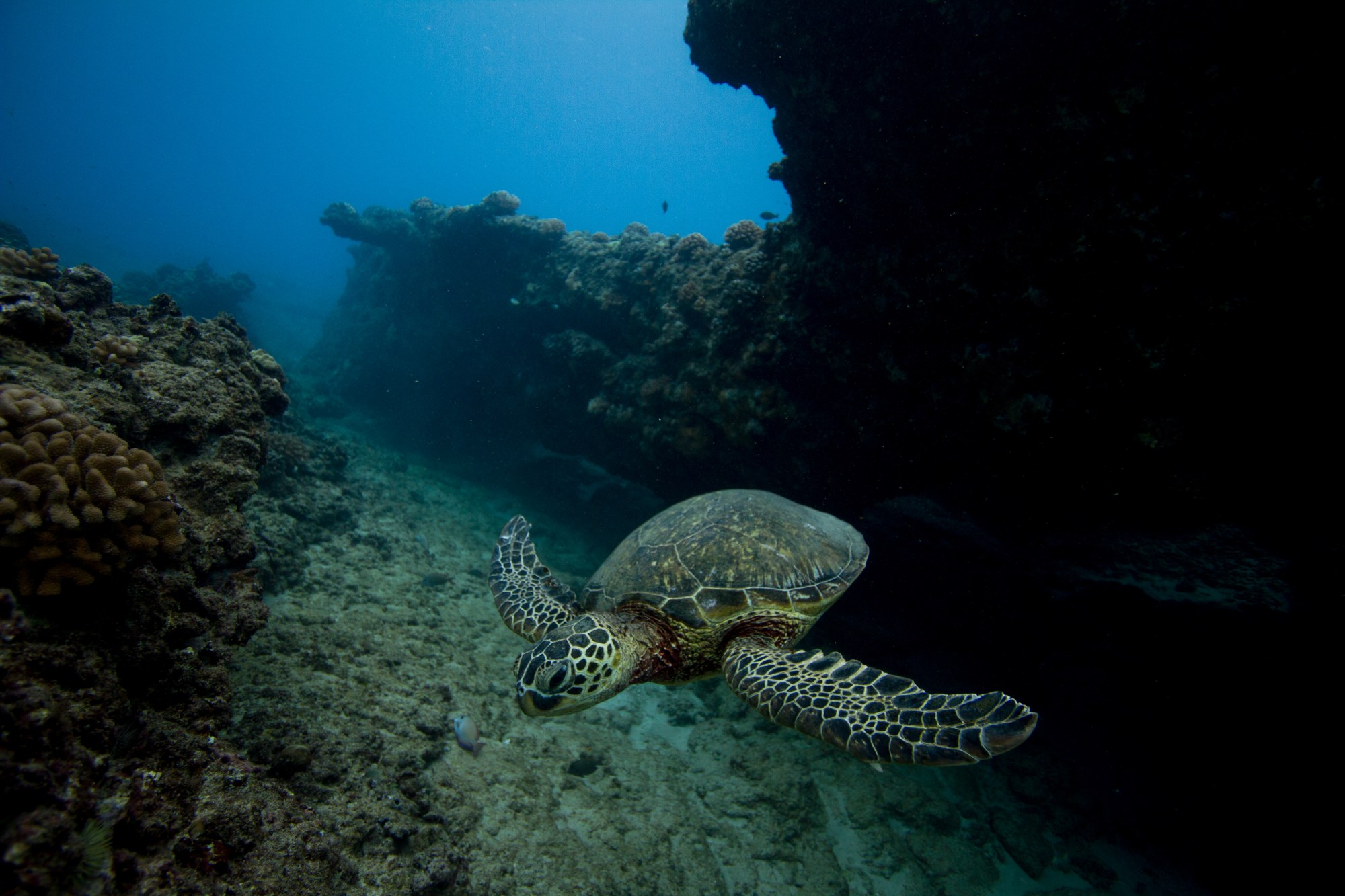 turtle-canyon-oahu Turtle Canyon in Oahu