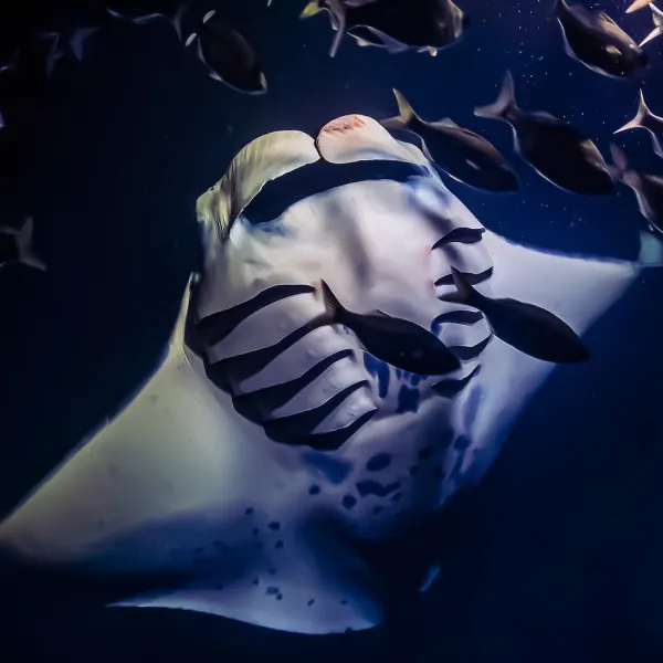 Night Snorkel with Manta Rays in Kona