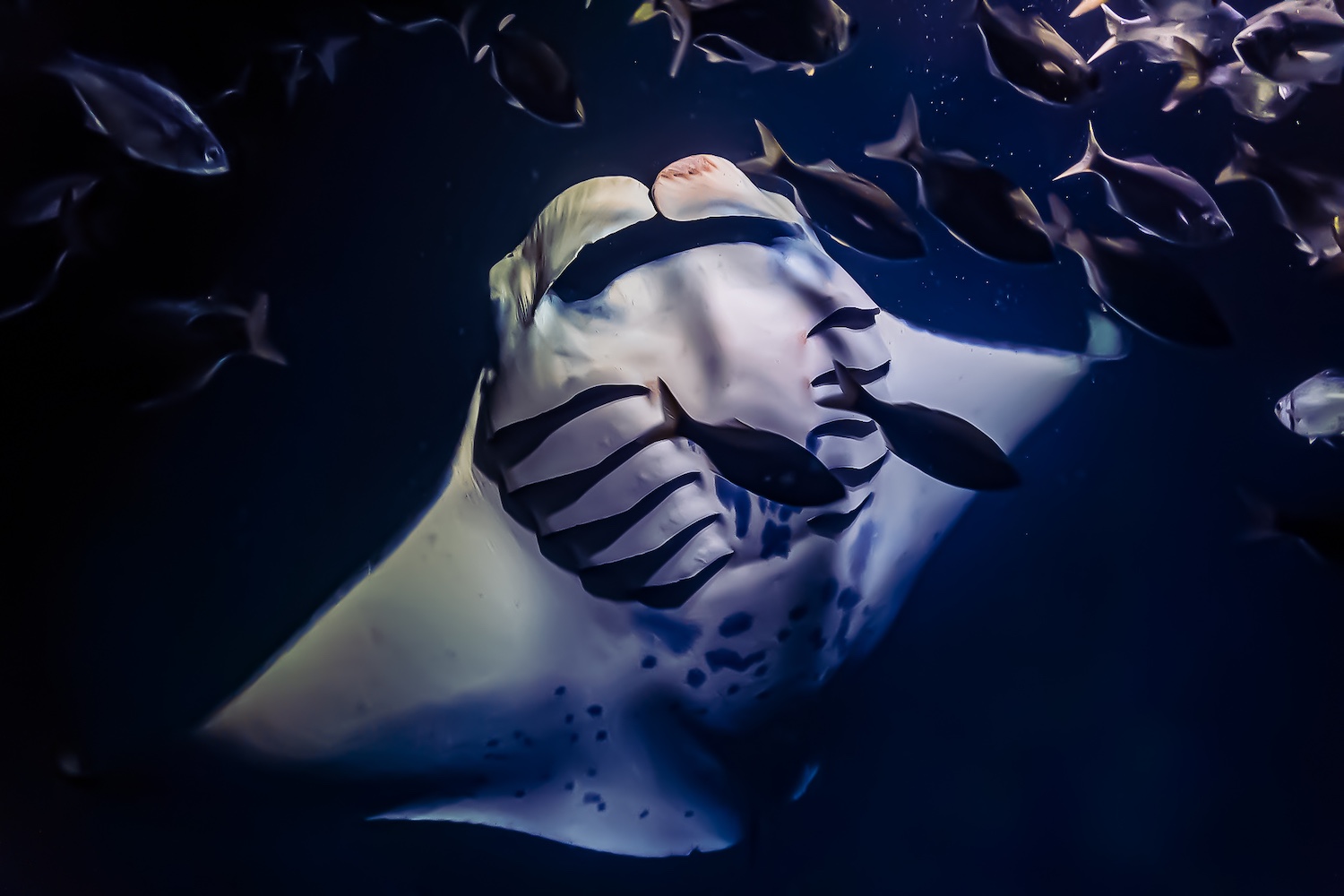Night Snorkel with Manta Rays in Kona Night Snorkel with Manta Rays in Kona