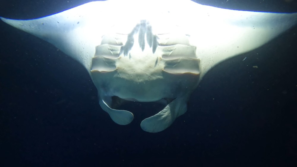 A manta ray swimming underwater, illuminated from above against a dark background.