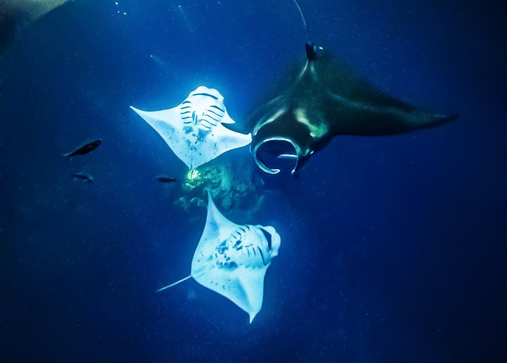 Three manta rays swimming underwater with small fish nearby.