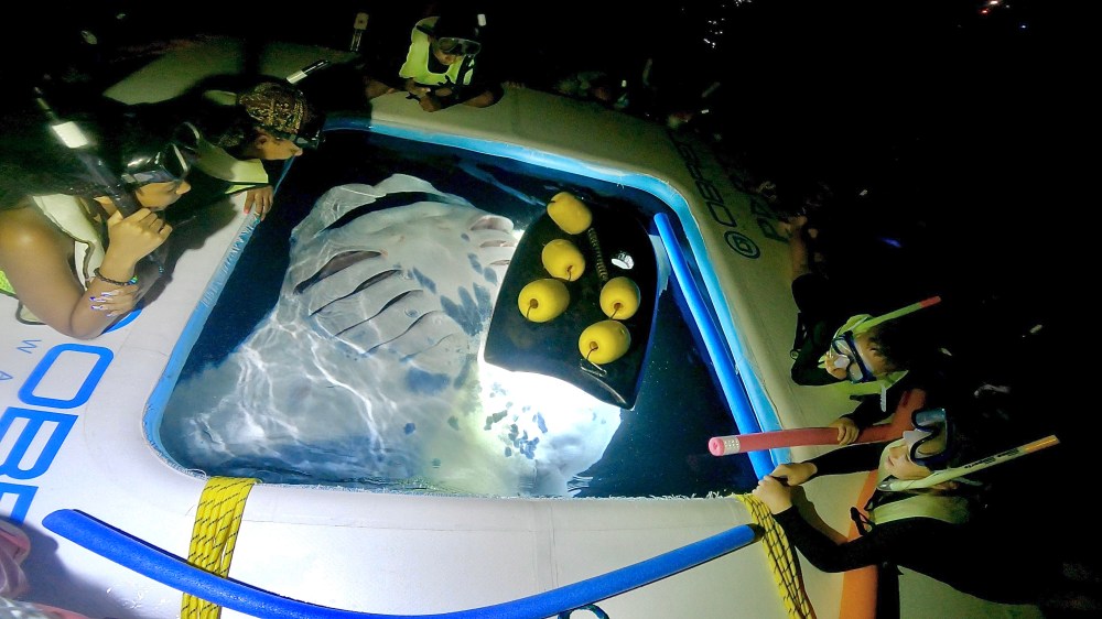 People in snorkels observe a manta ray in a lit pool from a floating platform at night.