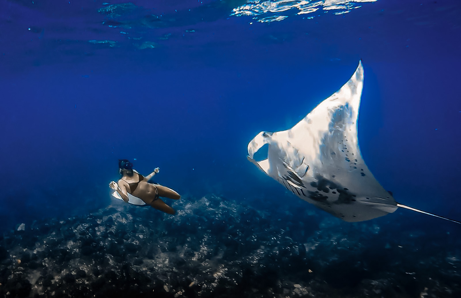 A snorkeler swimming alongside a manta ray in clear blue water.