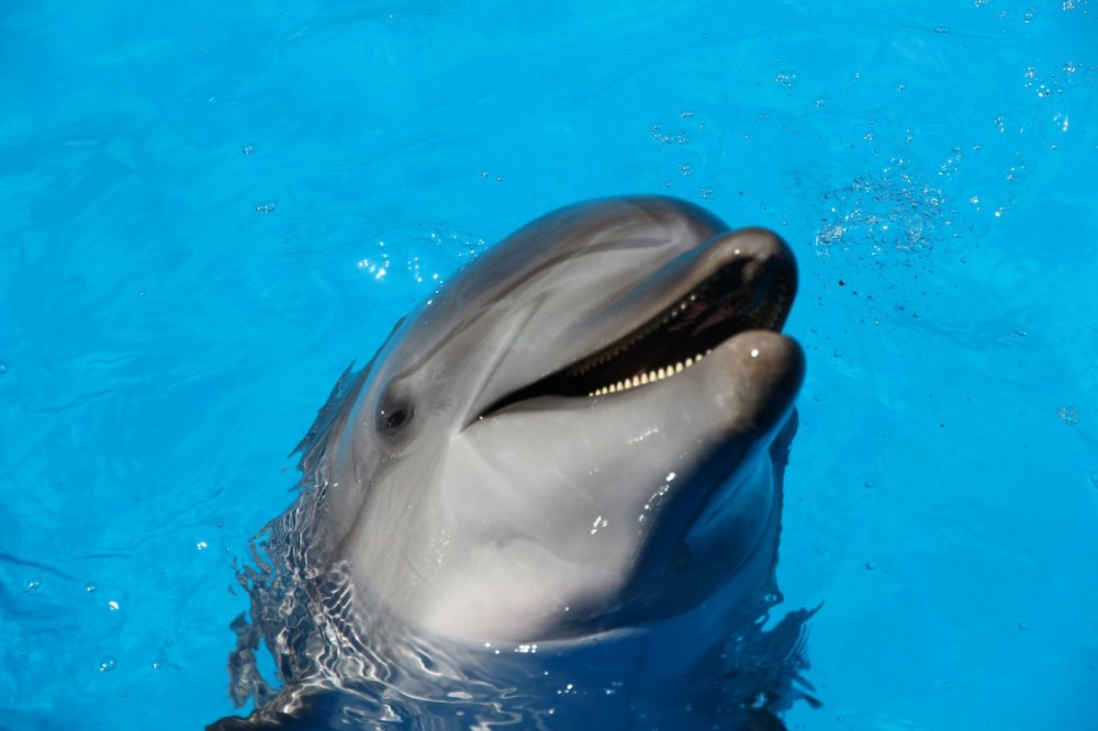 Smiling dolphin with open mouth swimming in bright blue water.