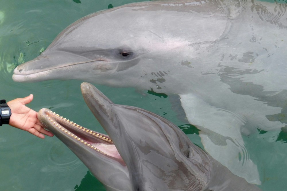 Two dolphins in water interacting with a human hand.