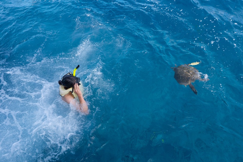 Snorkeler in ocean near a swimming turtle.